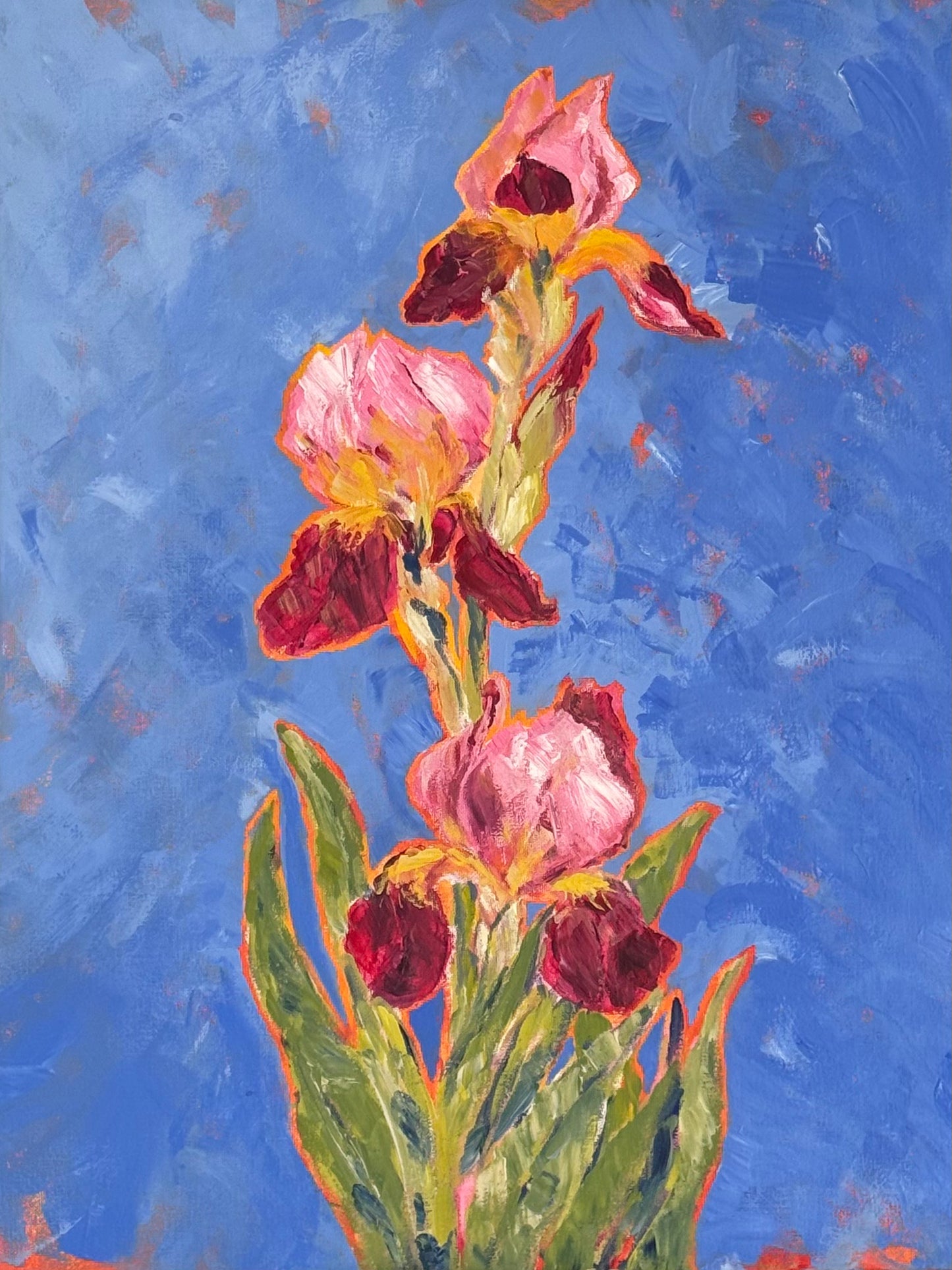 Iris de verano
