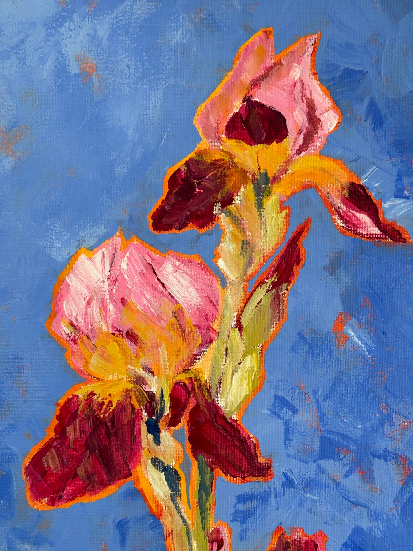 Iris de verano