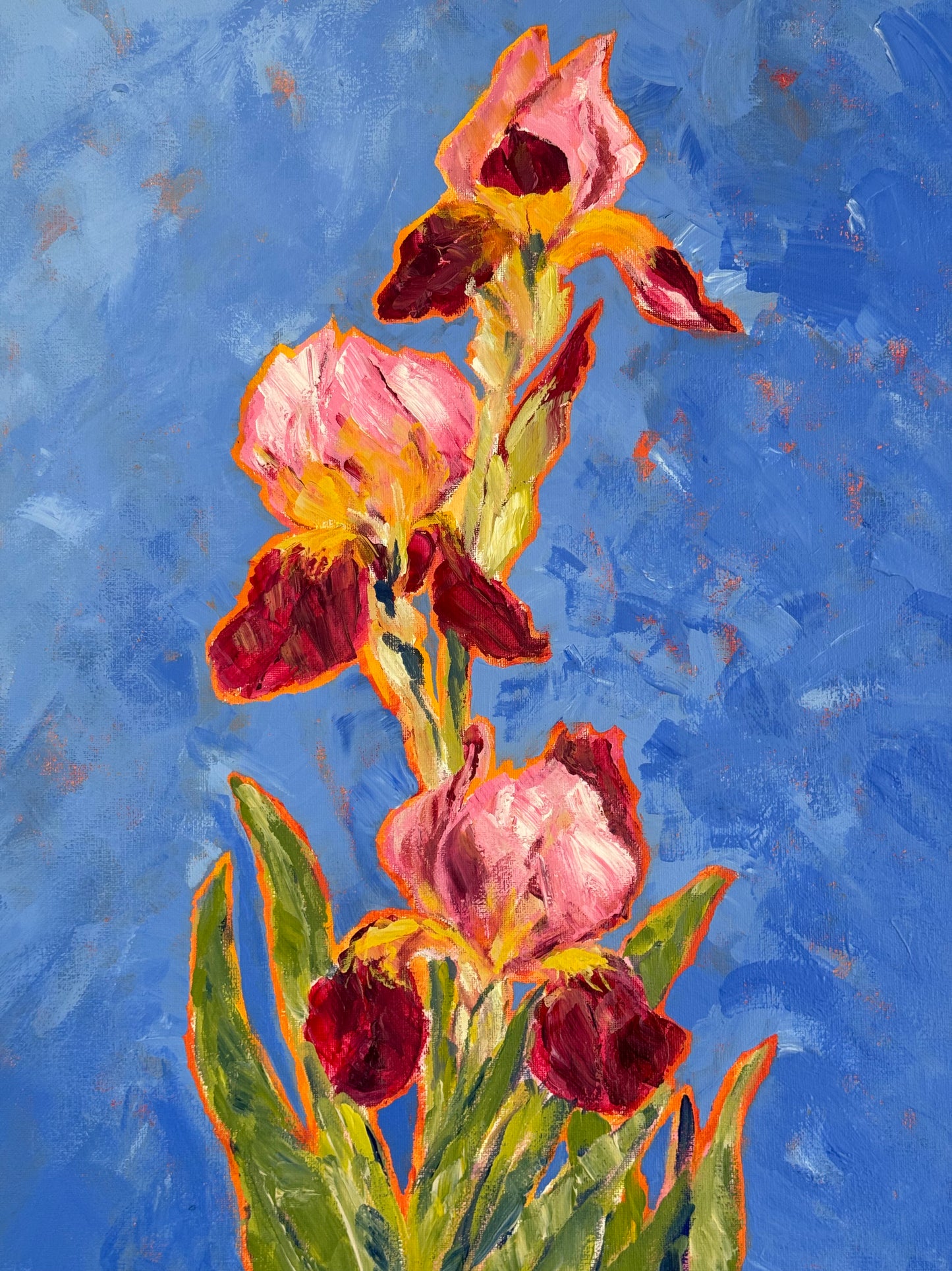 Iris de verano